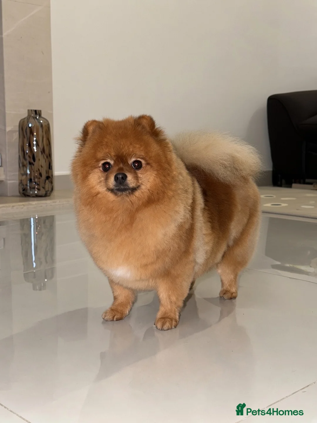 Pomeranian dogs for sale: Top quality teddy bear Pomeranian boys  - Advert 1