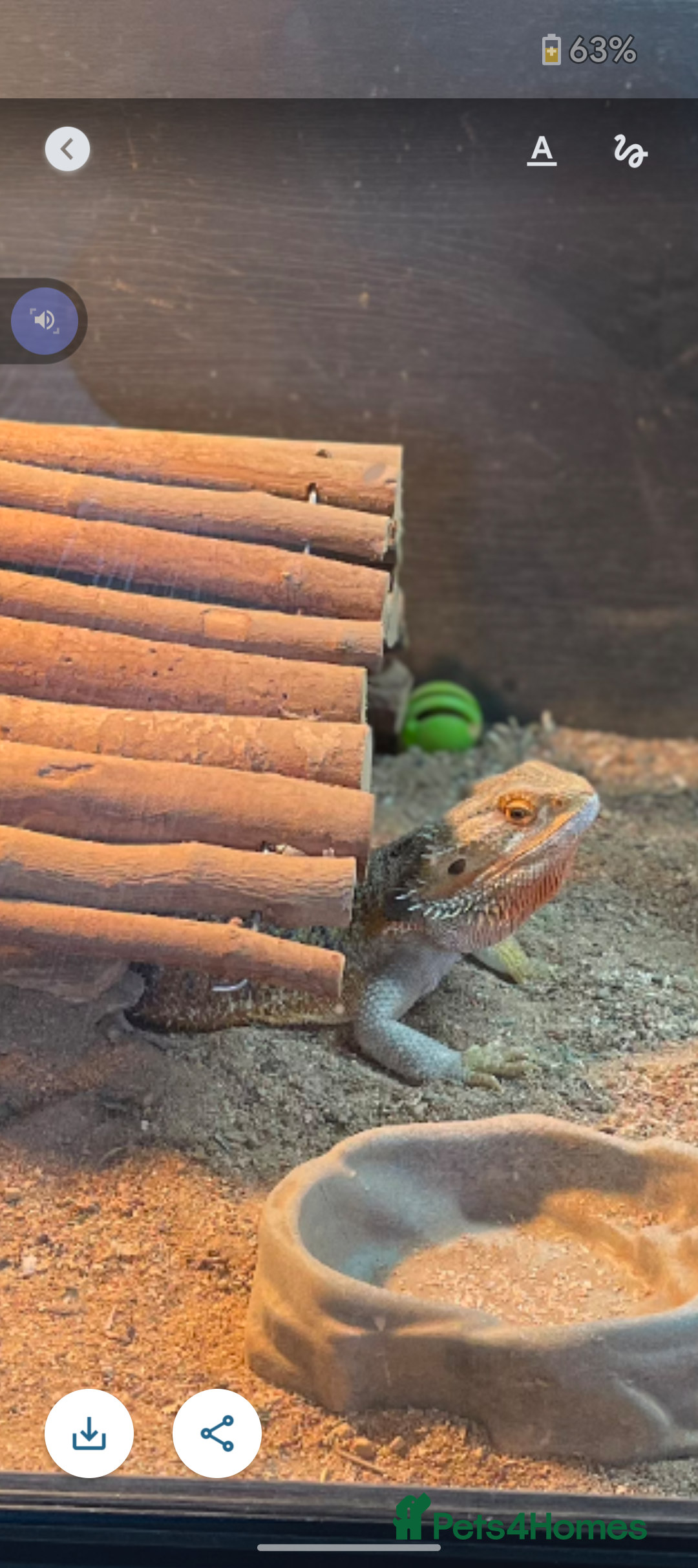 Dragon reptiles for sale: 4year old male dragon  - Image 4