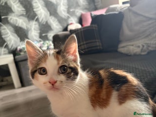 Maine Coon cats Mainecoon kittens - Advert 14