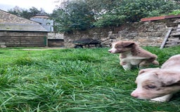 Border Collie dogs for sale: Beautiful litter of border collies - Image 5