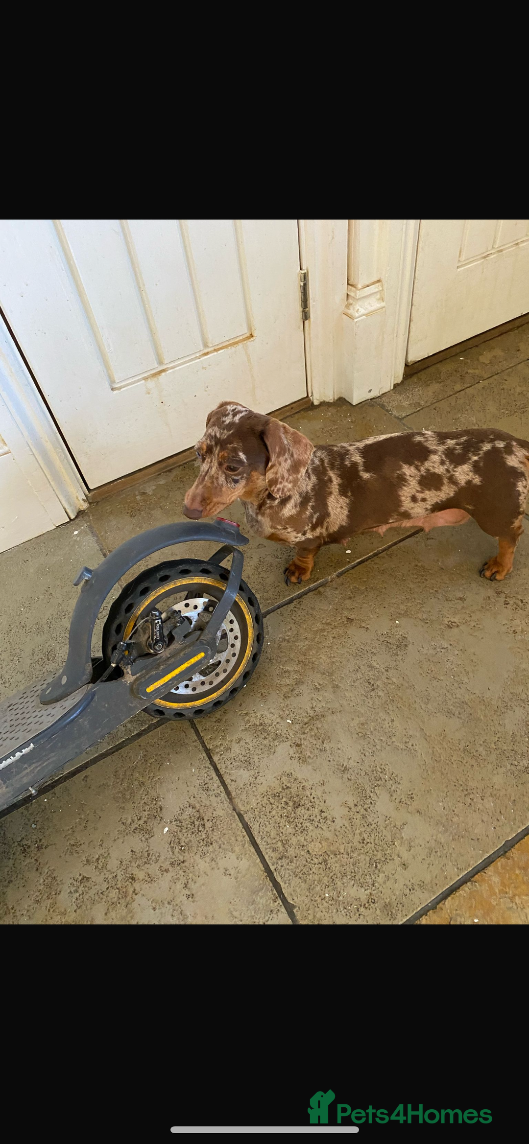 Doxiepoo dogs for sale: Jasper - 12 Months Dachshund/Poodle Mix  - Advert 10