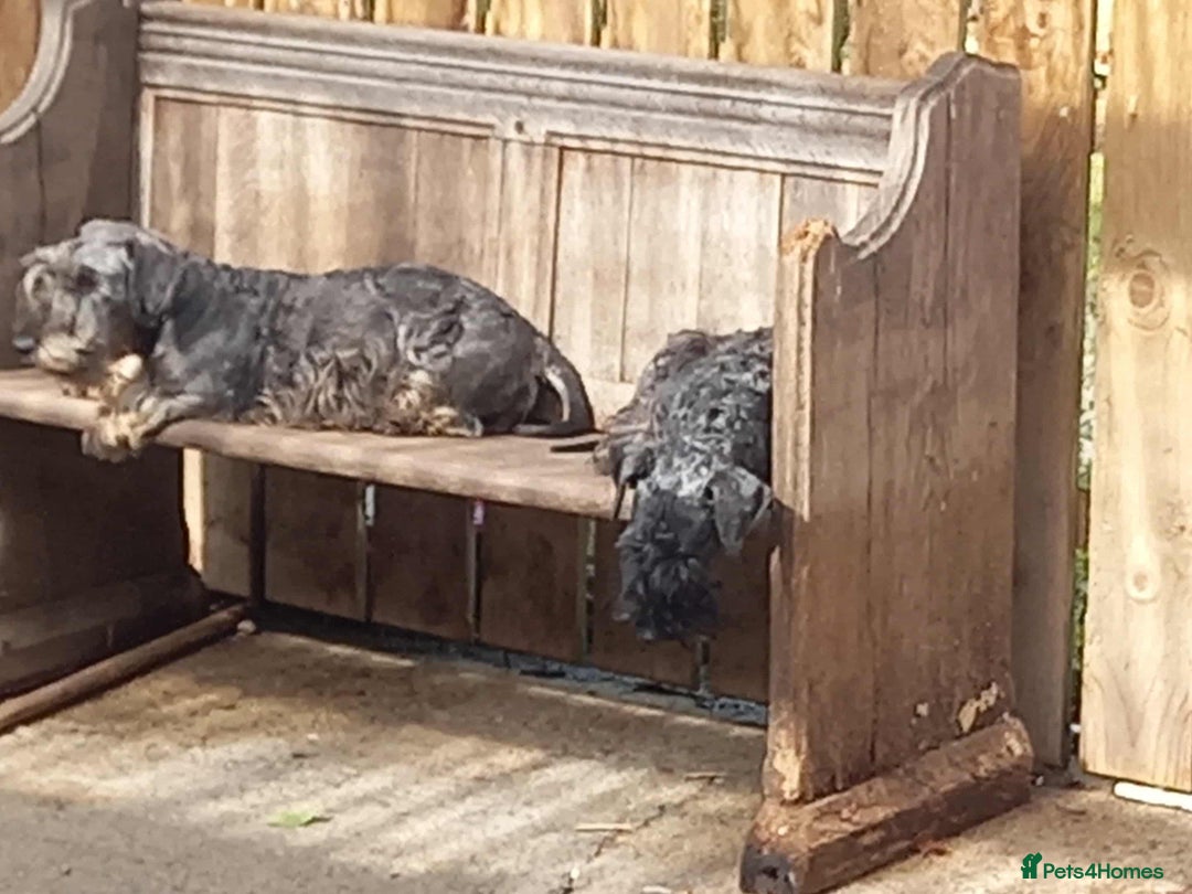 Cesky Terrier dogs for sale: CESKY TERRIER PUPPIES. advance notice - Advert 19