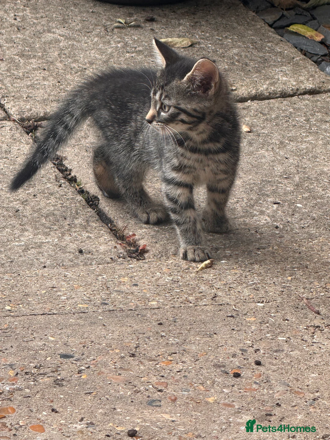 European cats for sale: Little Playful Kittens  - Advert 2