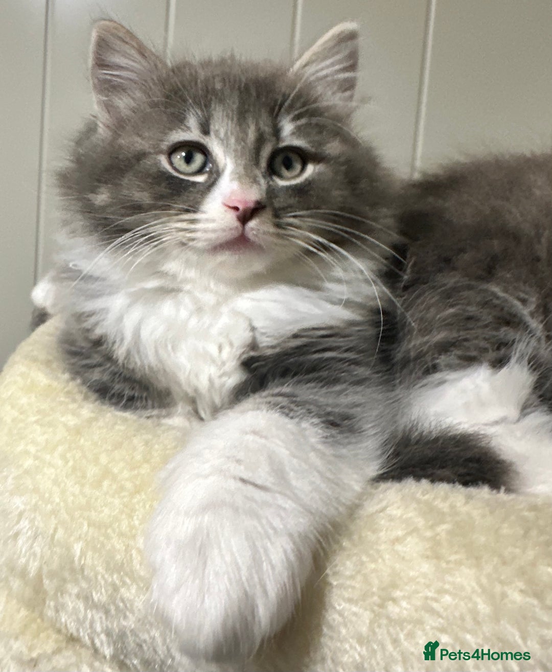 Norwegian Forest Cat cats for sale: 7 Exceptionally beautiful Norwegian Forest kittens - Advert 28