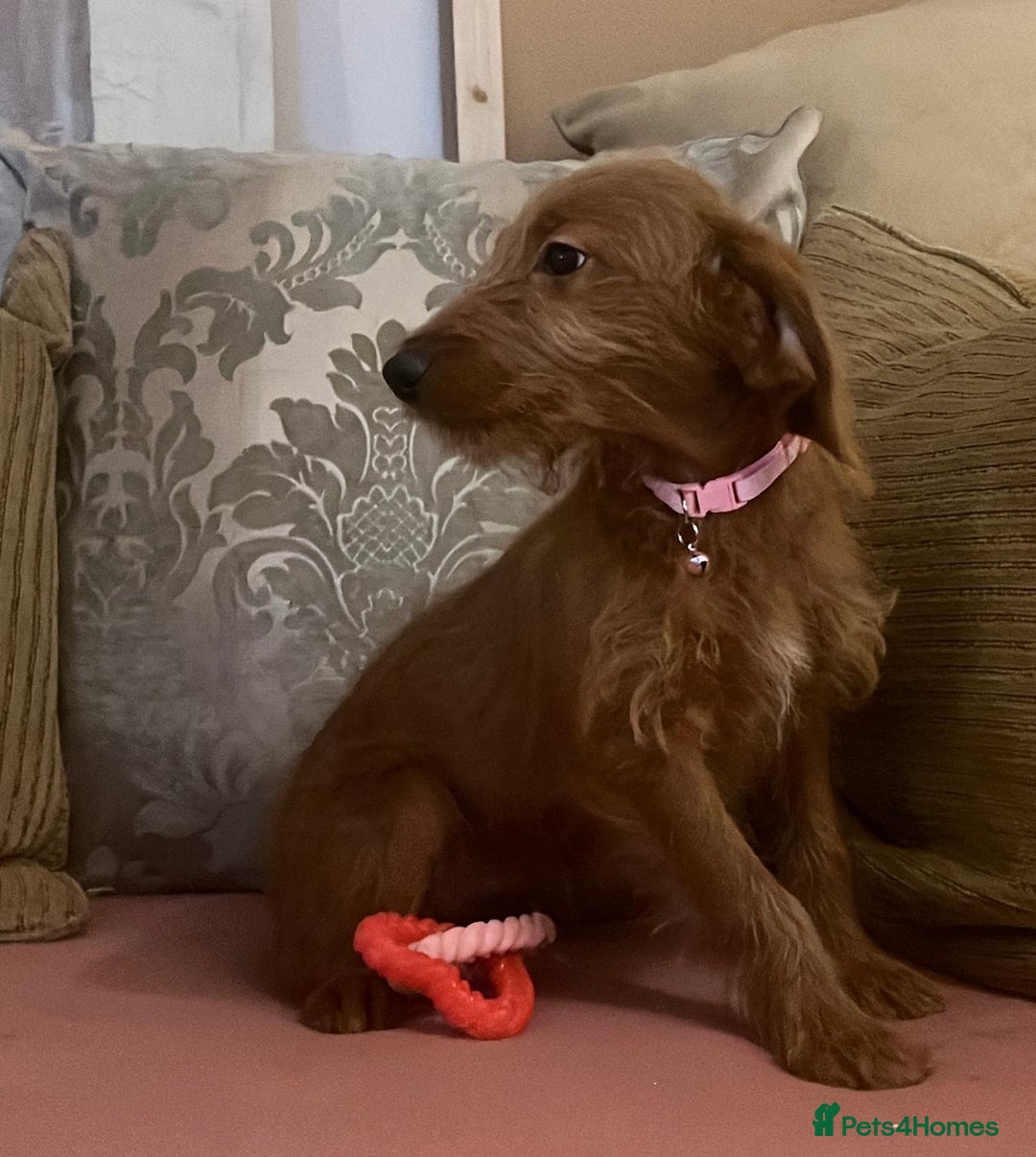 Labradoodle dogs for sale: Absolutely beautiful Labradoodles - Advert 4