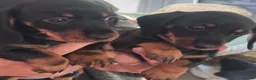 Miniature Dachshund dogs for sale: Two gorgeous girls left. Ready now  - Advert 3