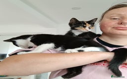 Mixed Breed cats for sale: Tortico Bengal mix female kitten 3 months old  - Image 15