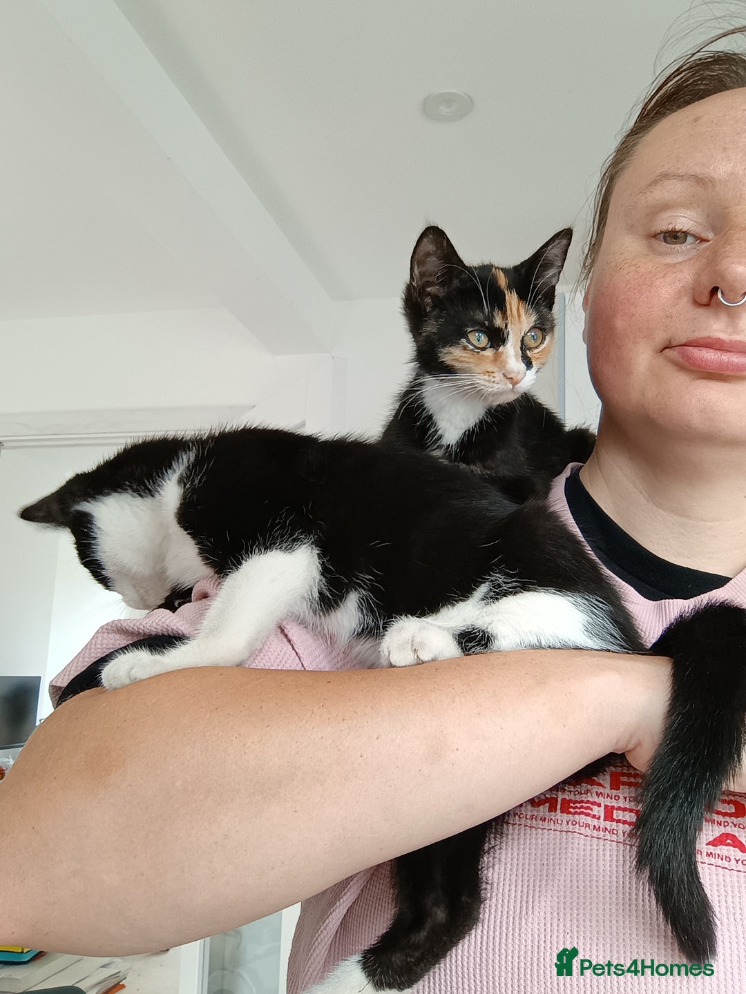 Mixed Breed cats for sale: Tortico Bengal mix female kitten 3 months old  - Image 15