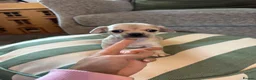 Chihuahua dogs for sale: Chihuahua puppy in Hengoed - Advert 3