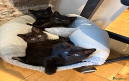 Mixed Breed cats for sale: Beautiful boys and girls  - Image 1