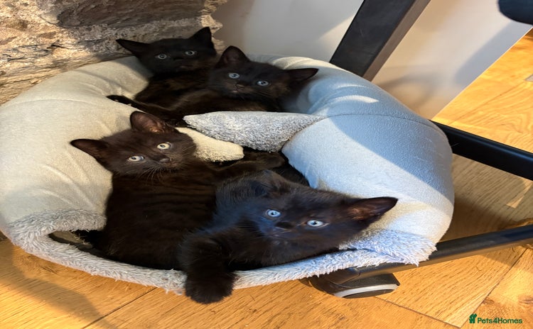 Mixed Breed cats - Advert 13