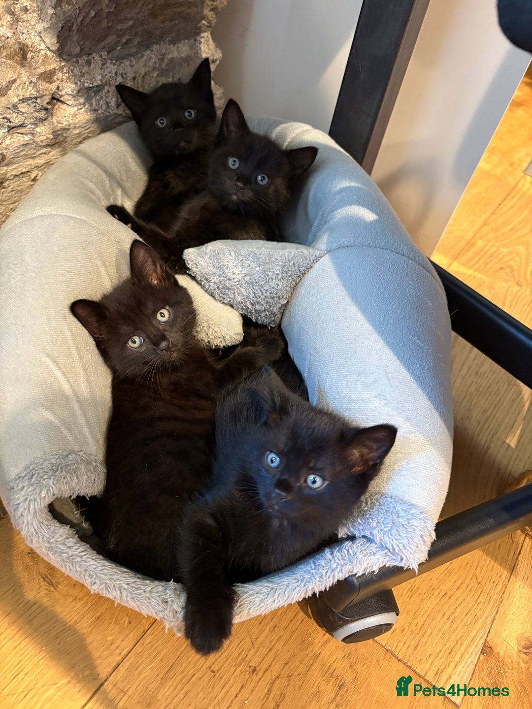 Mixed Breed cats for sale: Beautiful boys and girls  - Image 1