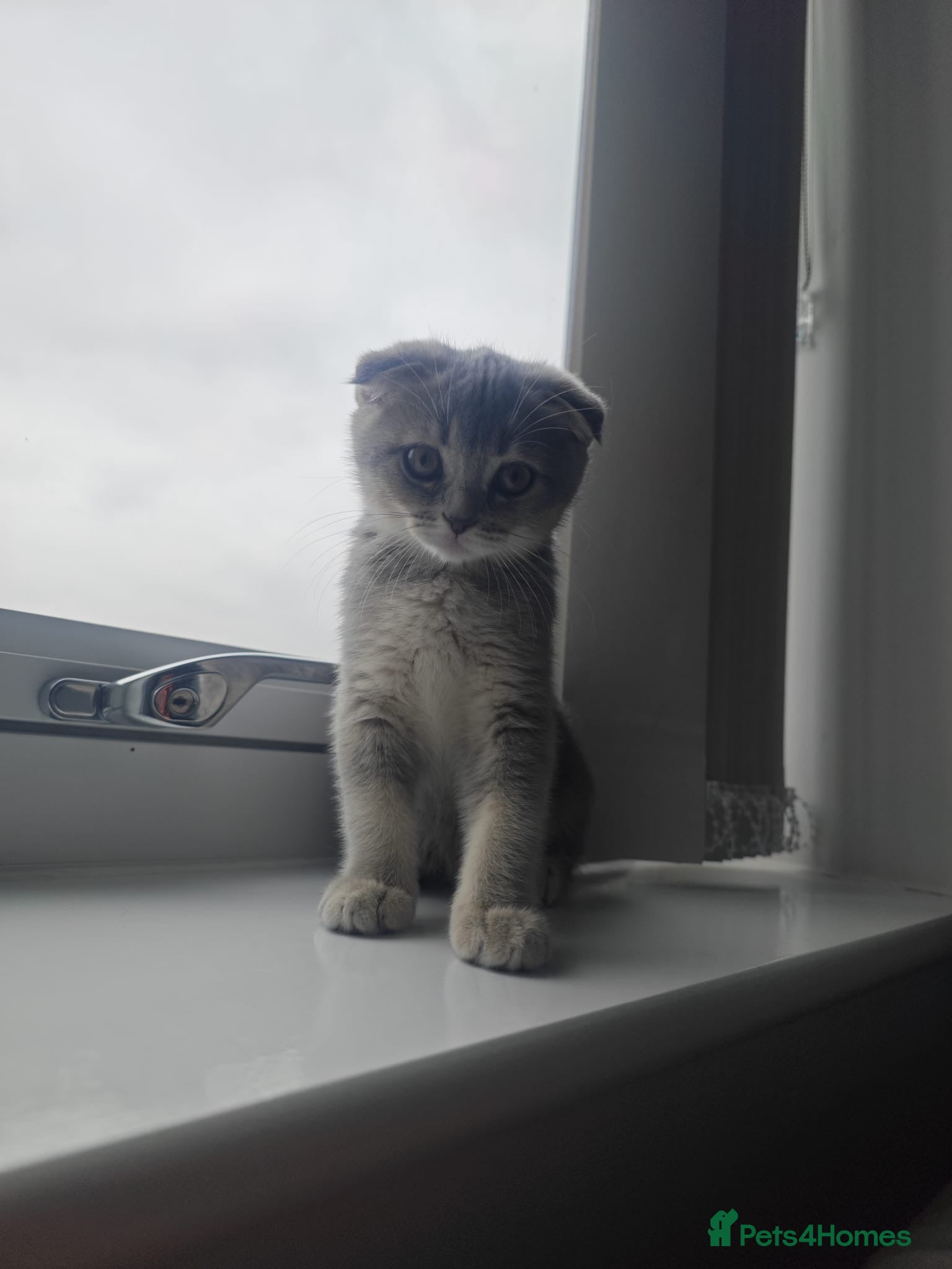 Scottish Fold cats Lovely kittens looking for new family 😻 - Advert 2