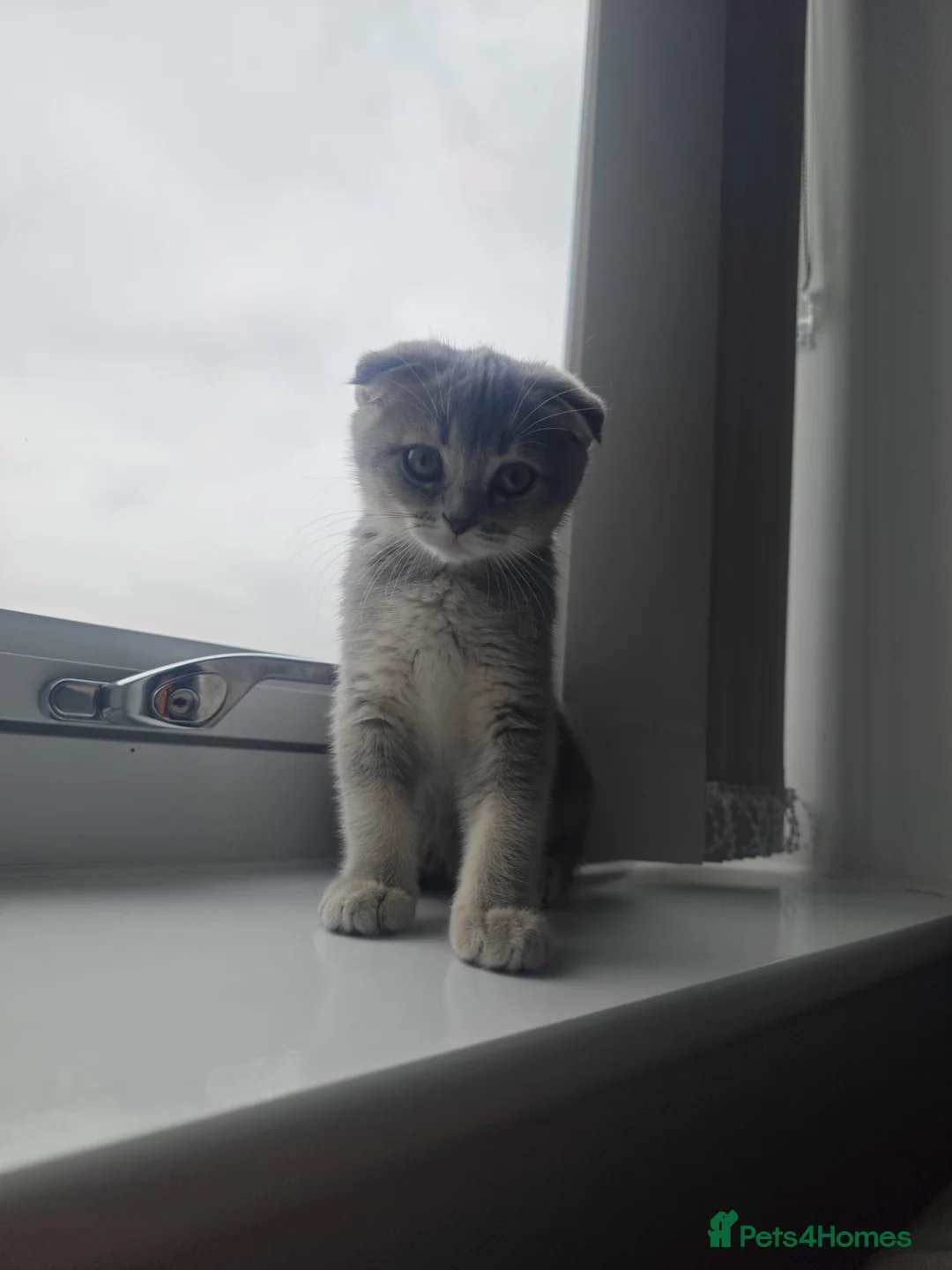 Scottish Fold cats for sale: Lovely kittens looking for new family 😻 - Advert 2