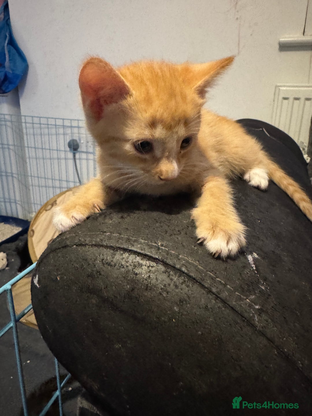 Domestic Shorthair cats for sale: 4 beautiful kittens  - Image 16
