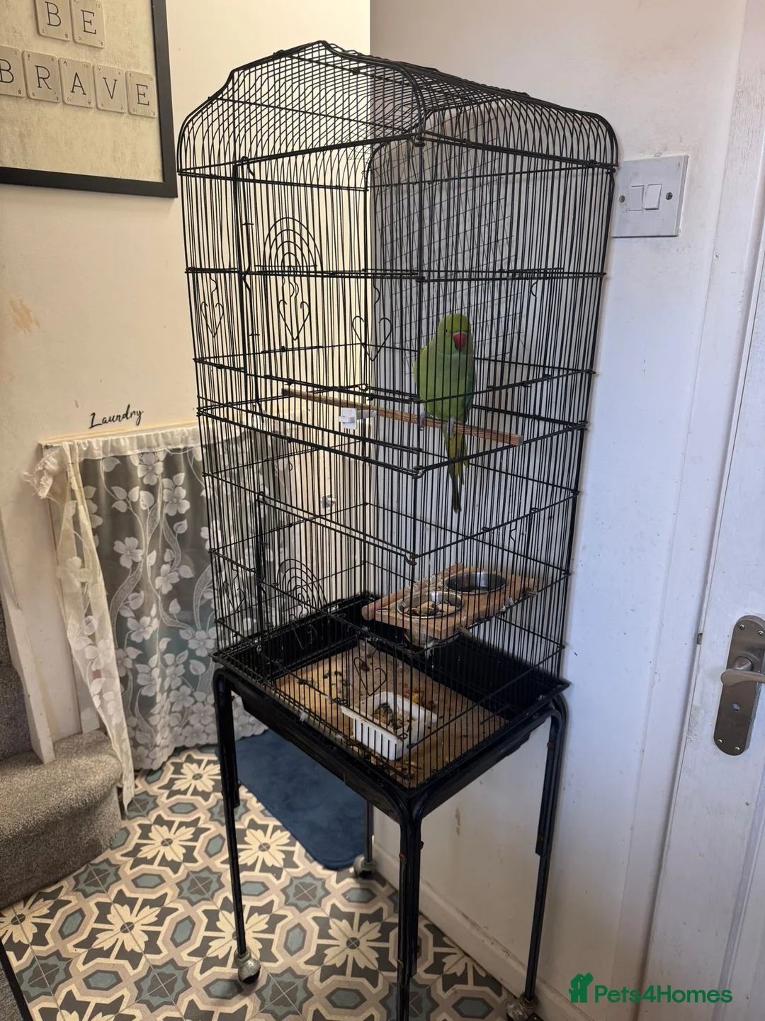 Ringnecks birds for sale: Green ringneck female parrot. - Advert 3