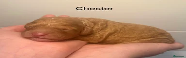 Chester