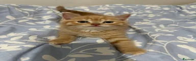 Mixed Breed Kitten 1