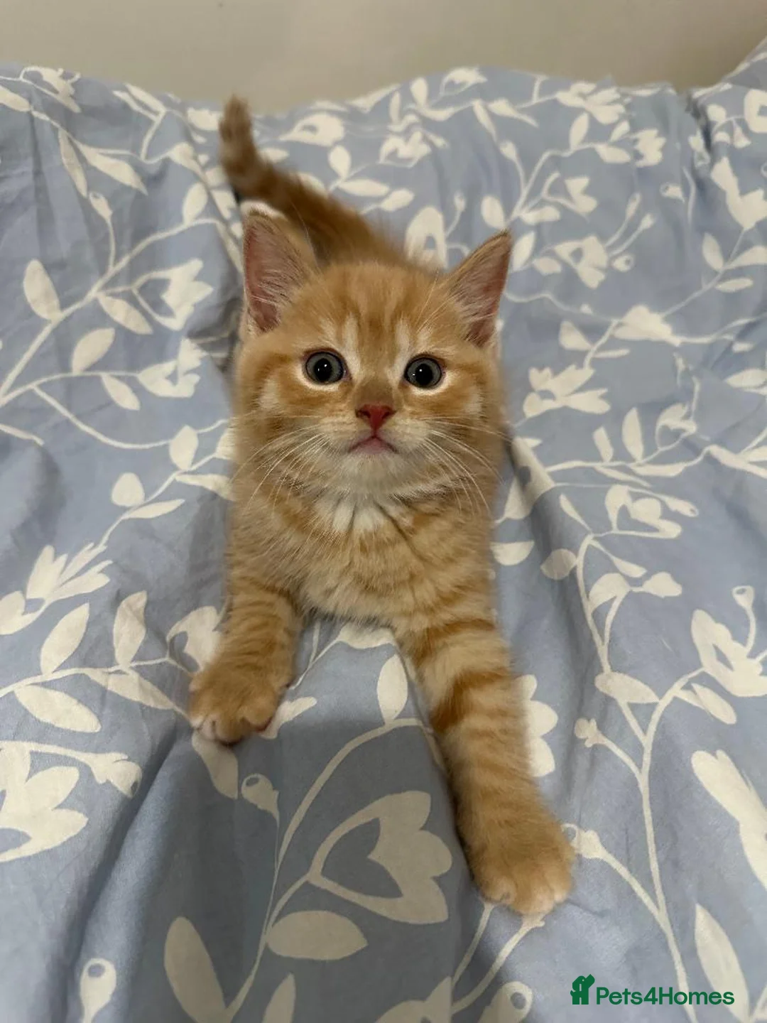 Mixed Breed cats for sale: Adorable Kittens Ready From 6th June - Advert 1