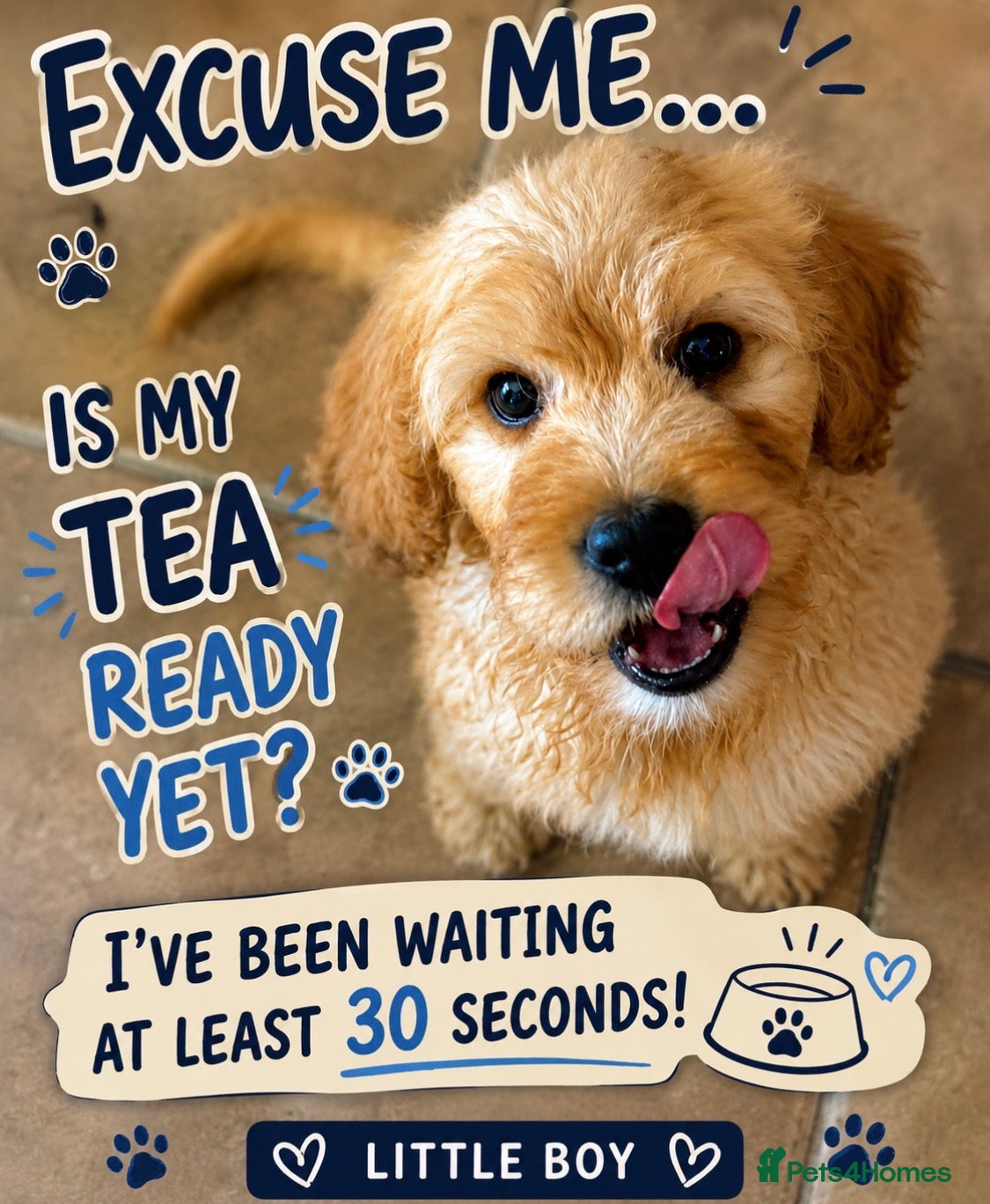 Mini Goldendoodle dogs Health-Tested Family Happy Sociable Goldendoodles - Advert 2