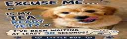 Mini Goldendoodle dogs for sale: Health-Tested Family Happy Sociable Goldendoodles - Advert 2