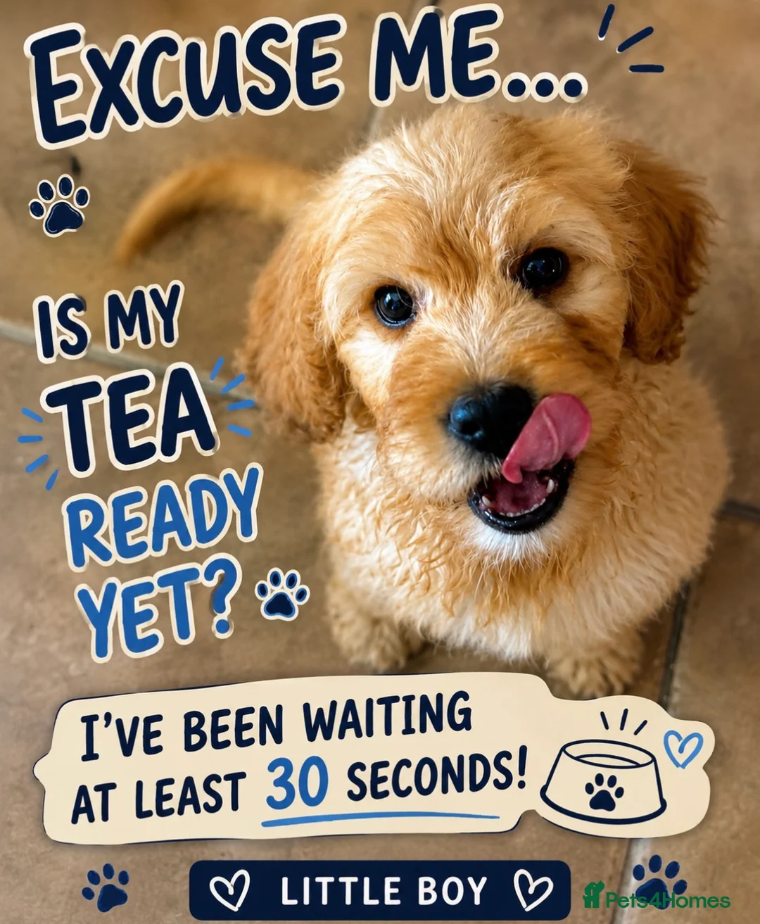 Mini Goldendoodle dogs for sale: Health-Tested Family Happy Sociable Goldendoodles - Advert 2