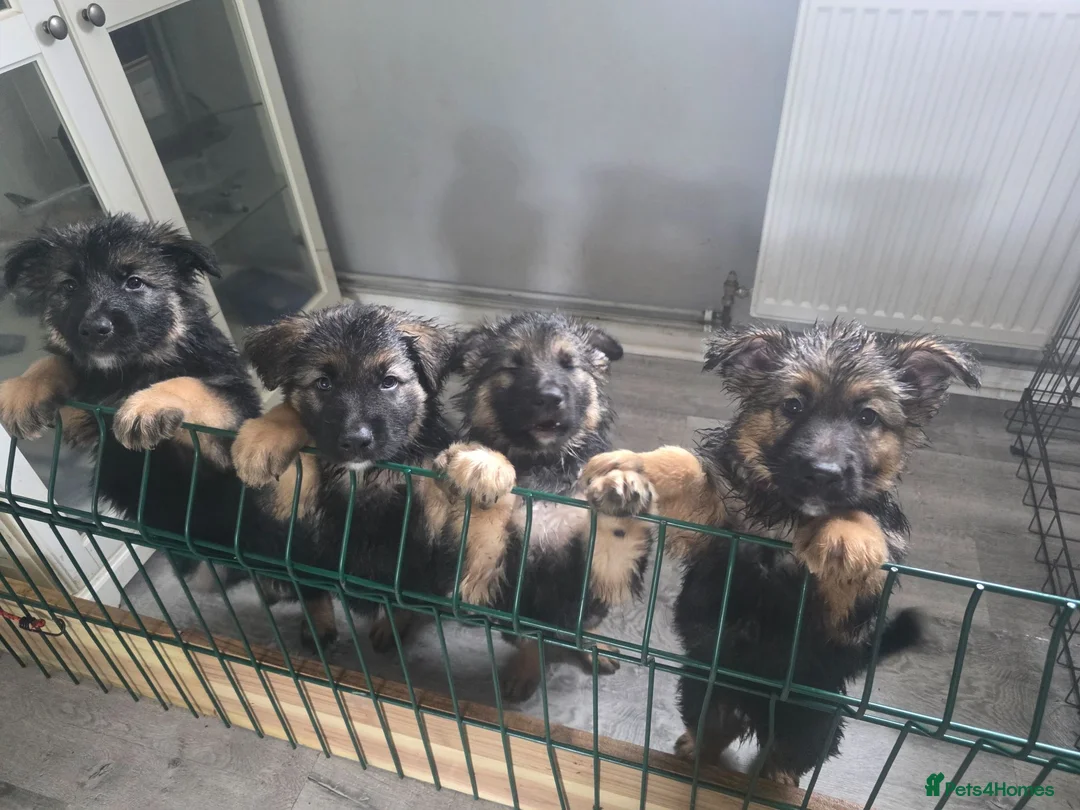 German Shepherd dogs for sale: GERMAN SHEPHERD PUPS in Blandford Forum - Advert 3