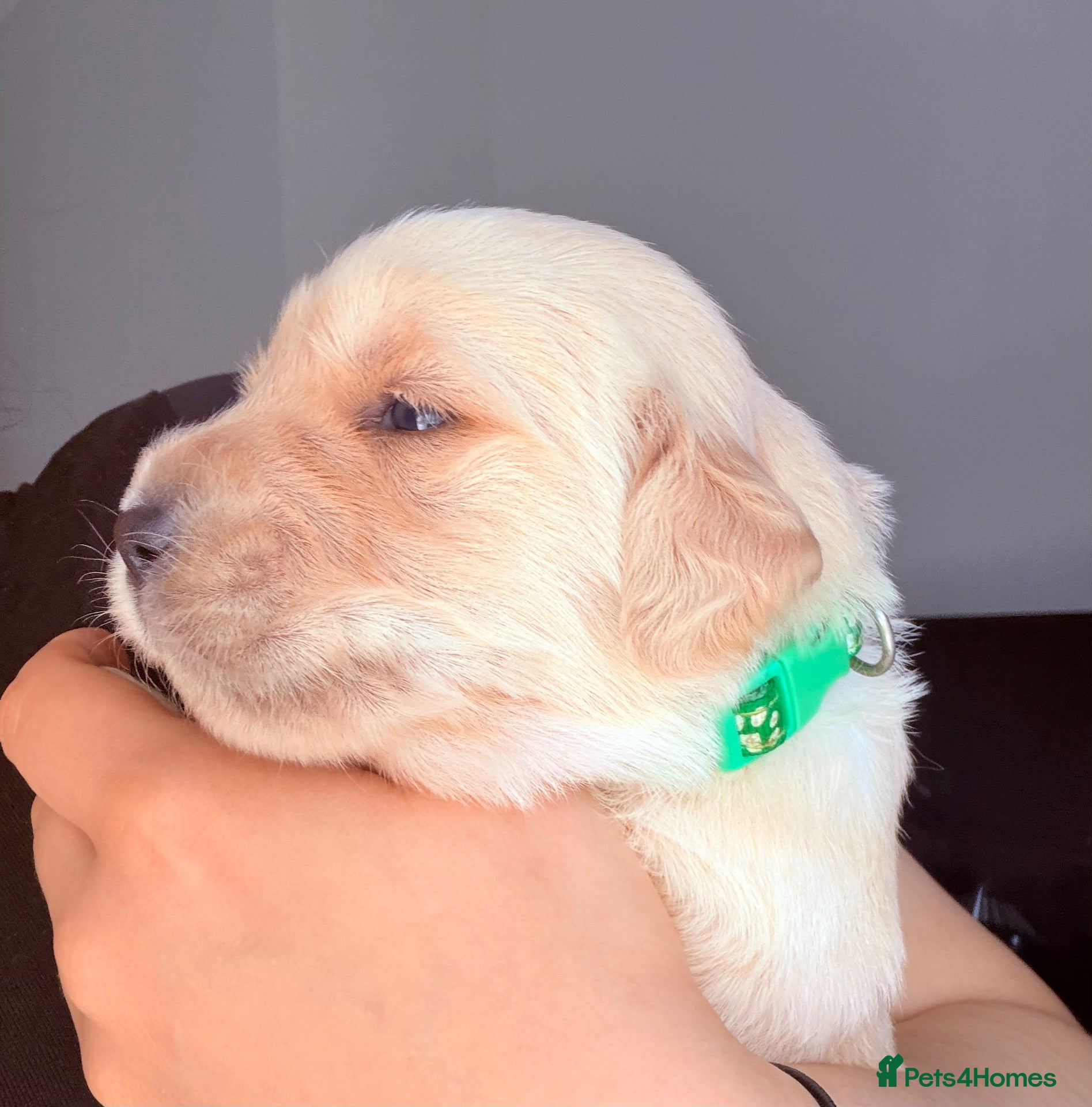 Golden Retriever dogs Golden retriever puppies  - Advert 9