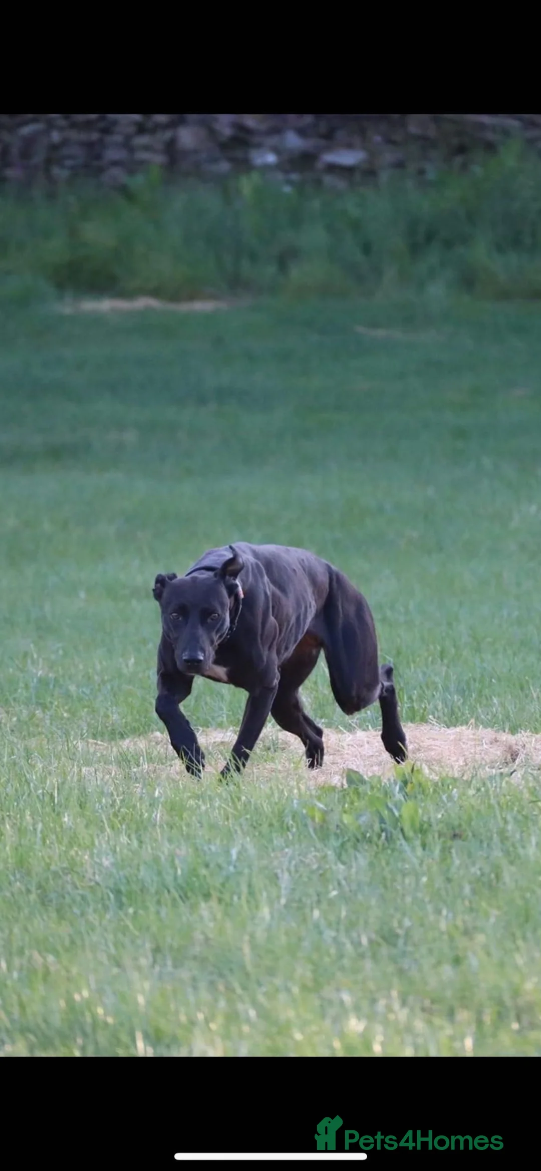 Lurcher dogs for sale: Bull grey x collie grey whippet bull in Ulverston - Advert 2