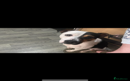 Mixed Breed dogs for sale: Mozzy  - Image 3