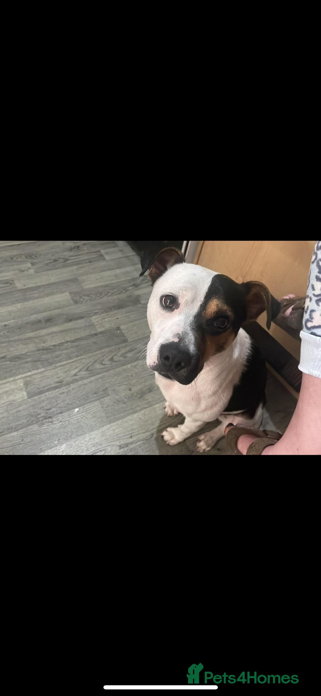 Mixed Breed dogs for sale: Mozzy  - Image 3
