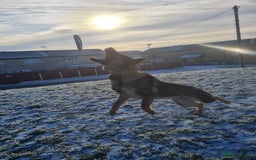 German Shepherd dogs for stud: Male German shepherd  - Image 4