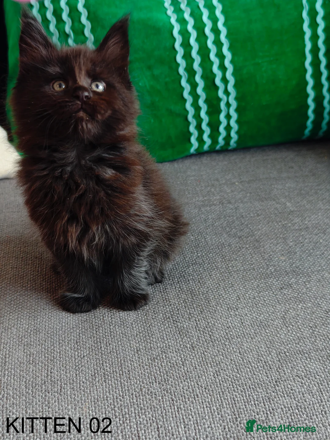 Maine Coon cats for sale: PURE BREED MAINE COON KITTENS READY EARLY MARCH - Advert 12