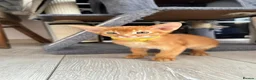 Abyssinian cats for sale: TICA Abyssinian kittens  - Advert 11
