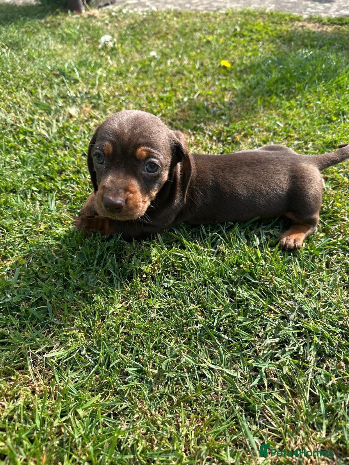 Miniature Dachshund dogs Gorgeous miniature dachshund puppies  - Advert 4