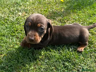 Miniature Dachshund dogs Gorgeous miniature dachshund puppies - Advert 18