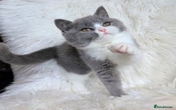 British Shorthair cats for sale: Amazing loving British shorthair kittens  - Image 16