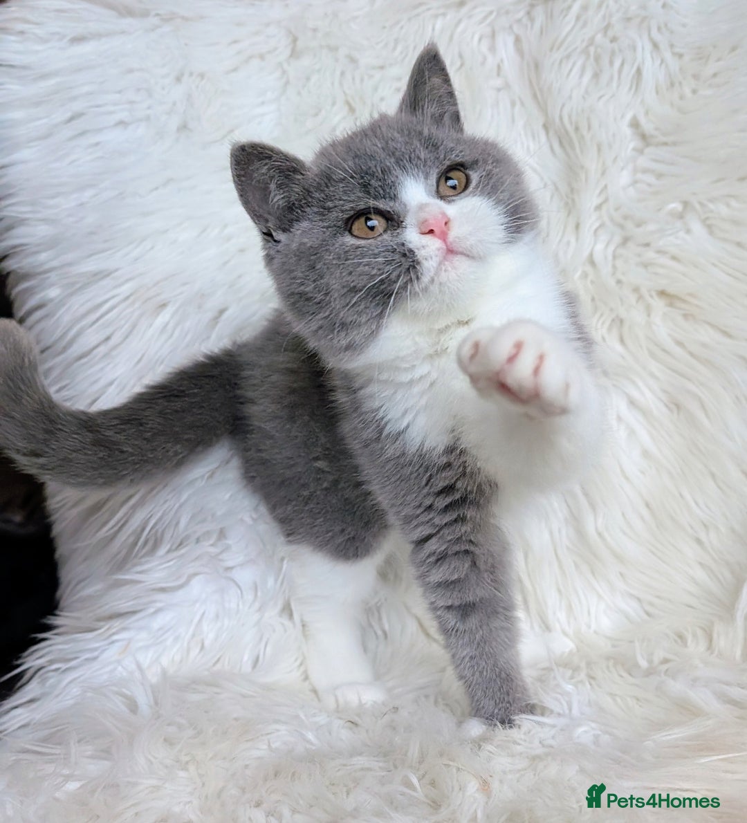 British Shorthair cats for sale: Amazing loving British shorthair kittens  - Image 16