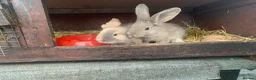 Mixed Breed rabbits for sale: German Giant cross breeds  - Advert 8