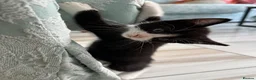 Domestic Shorthair cats for sale: 5 domestic shorthair kittens  - Advert 6