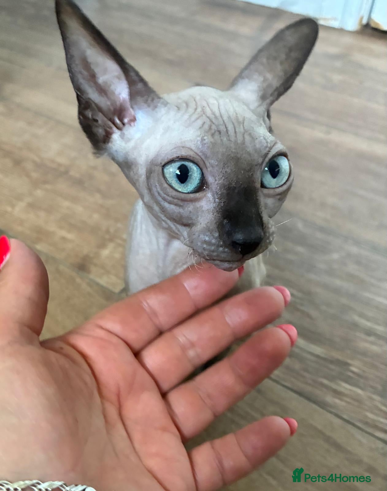 Sphynx cats 100% purebred SPHYNX kitten beautiful BLUE eyes - Advert 1