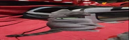 Chartreux cats for sale: French Chartreux - Passport, Affection and Health in Dundee - Advert 7