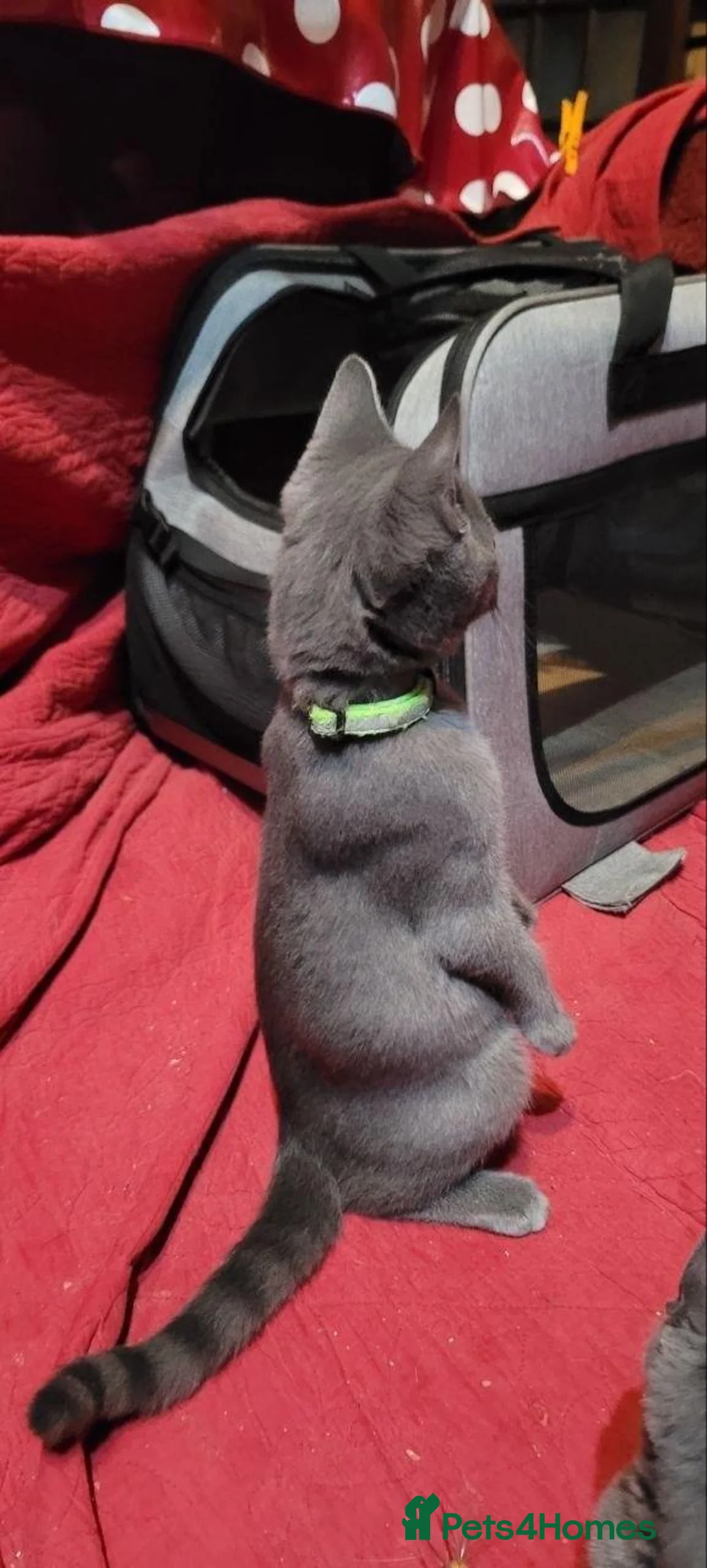 Chartreux cats for sale: French Chartreux - Passport, Affection and Health in Dundee - Advert 7