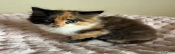 Mixed Breed cats for sale: Beautiful Fluffy Maine Coon Cross kitten  - Advert 9