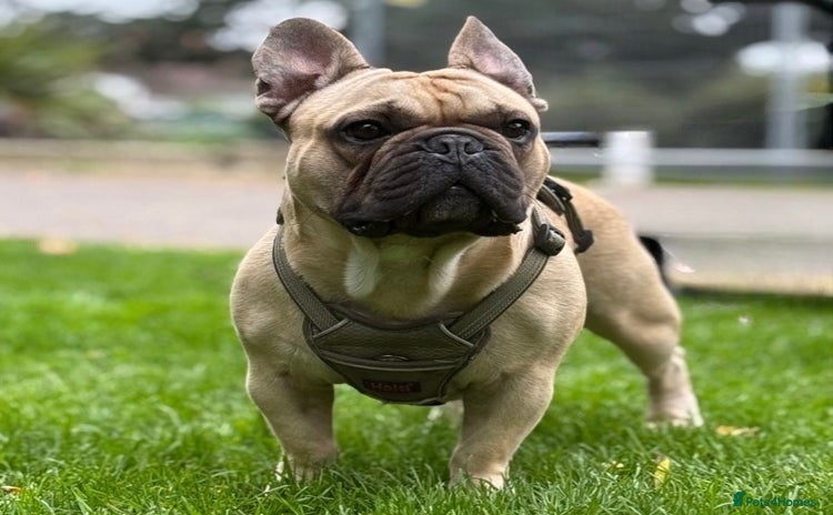 French Bulldog dogs - Advert 1