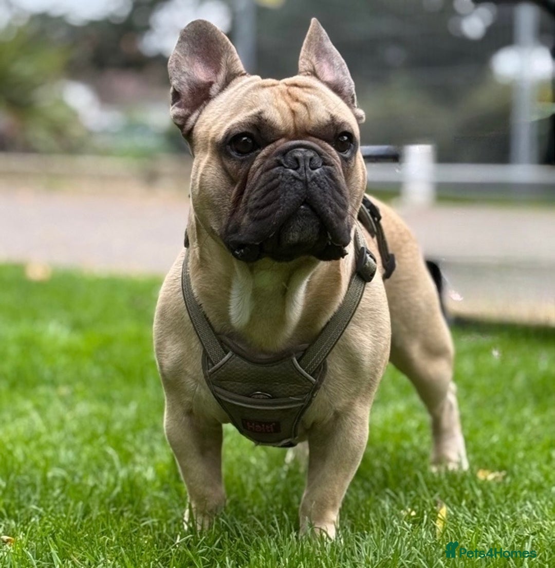 French Bulldog dogs for stud: Mr. Bruce 😎 - Image 1