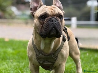 French Bulldog dogs - Advert 14