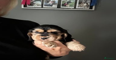 Cocker Spaniel dogs - Advert 15