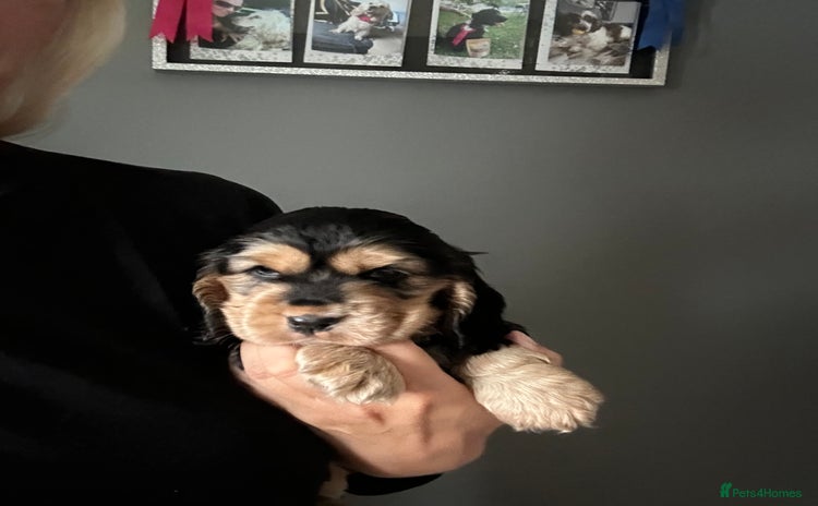Cocker Spaniel dogs - Advert 4