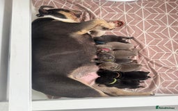 English Bulldog dogs for sale: Outstanding English, bulldog puppies - Image 4